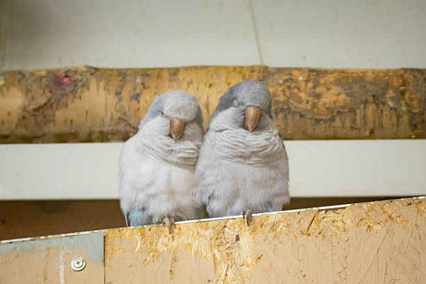 Two small grey parrots sitting close together on a wooden perch inside an enclosure.