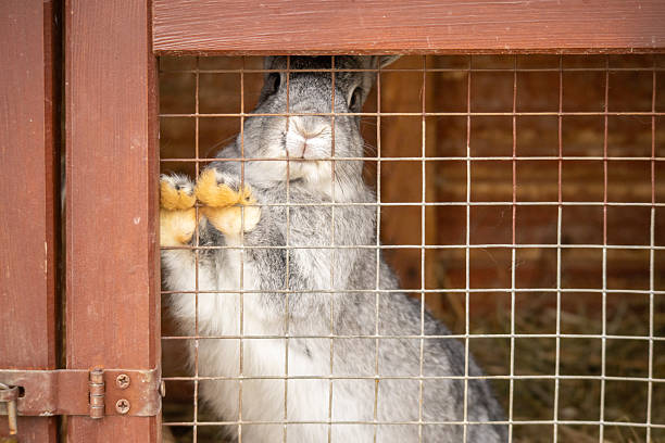 Gray rabbit standing on hind legs behind a wire cage inside a wooden enclosure.