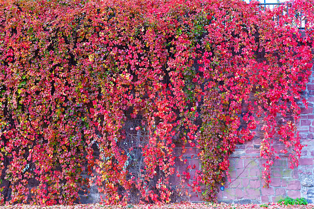 Brilliant red autumn leaves of a creeping vine cascade over an ancient brick wall, creating a rich texture and vibrant seasonal display. Natural background.