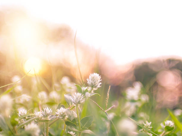 A beautiful nature photo of a field with small white wild grass flowers and a bright, soft, sunlit background.