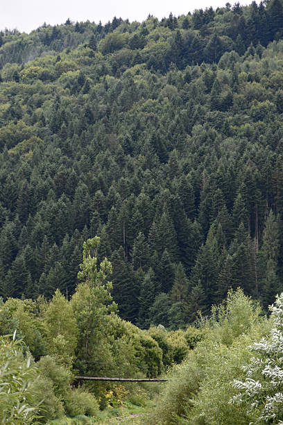 istock Ukraine, Carpathian mountains, tall pine trees in evergreen forest. Small bridge over a river among deciduous trees. 2249532393