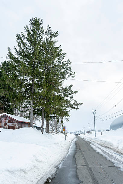 istock Snow-covered trees are a beautiful sight in midwinter. 2249534596