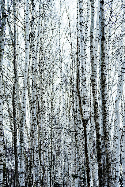 istock Snow-covered trees are a beautiful sight in midwinter. 2249534711