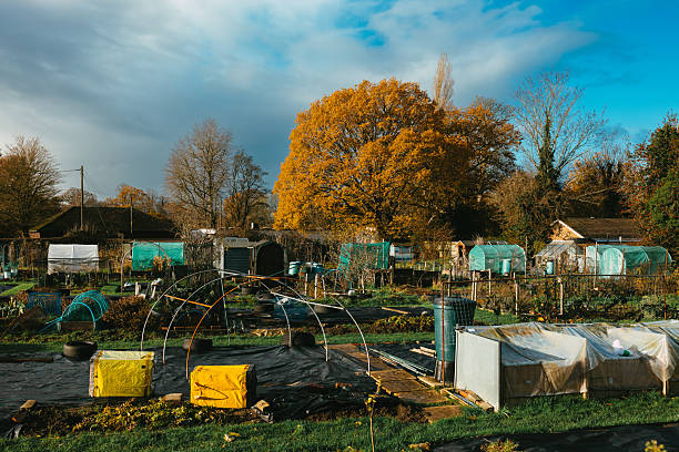 A traditional British community garden, where people own their own individual plots on which to grow vegetables and the like.
