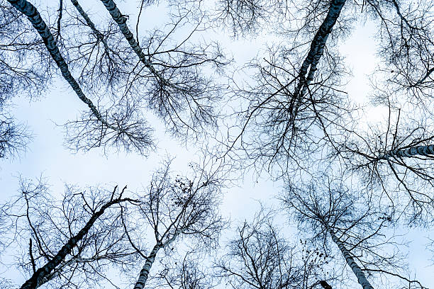 Snow-covered trees are a beautiful sight in midwinter.