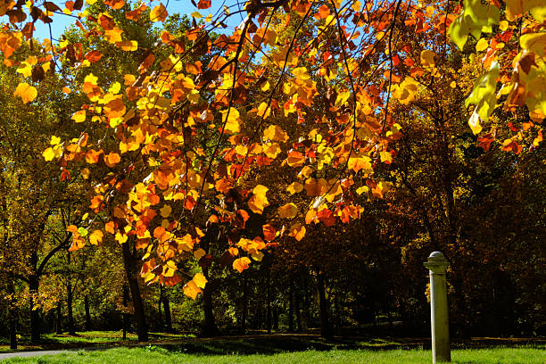Colored autumn tree leaves close up