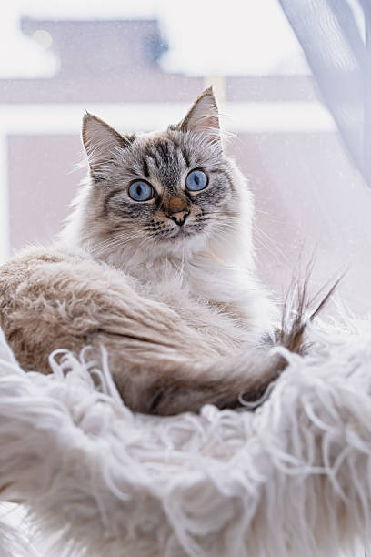 istock Neva Masquerade cat resting in fluffy window hammock 2249536292