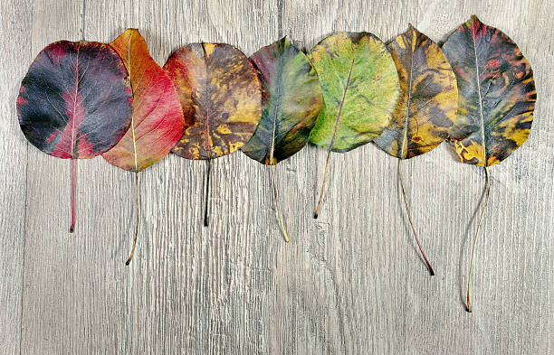 istock autumn leaves on wooden table background. top view. copy space 2249536863
