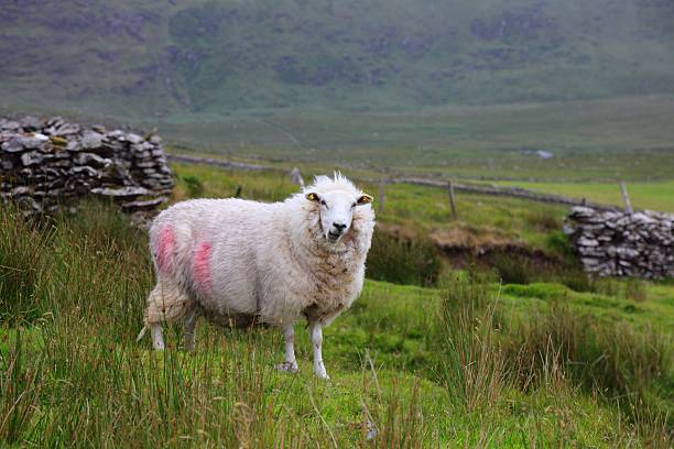 Sheep in Mount Brandon, Dingle Peninsula in Ireland. Grazing sheep marked with paint.