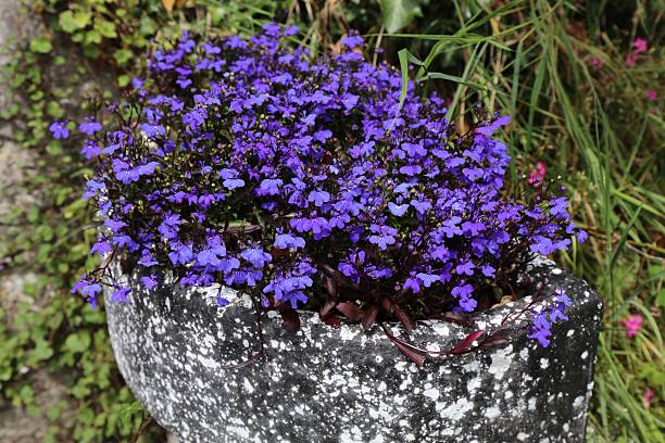 istock Blue lobelia flowers in a stone container in Ireland 2249536961