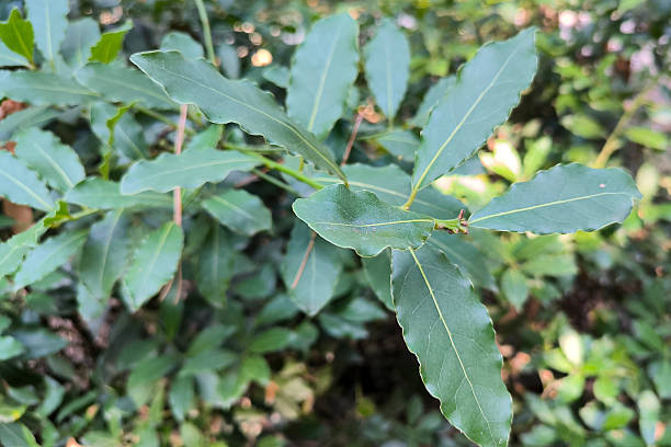 istock Sweet Bay leaf, Laurus nobilis 2249538841