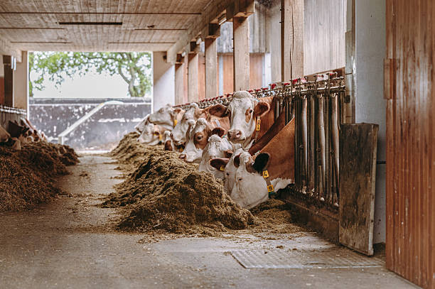Dairy cows being fed silage in a traditional barn on a farm in Austria