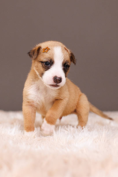 Cute puppies