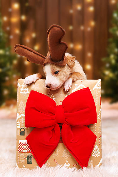 Happy brown chihuahua dog wearing pink bow tie