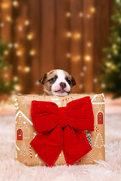 istock Puppy in a gift box 2249539378