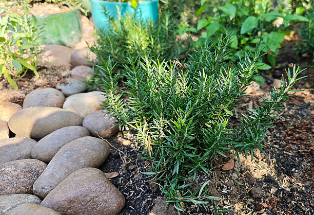 Rosemary plants in the garden