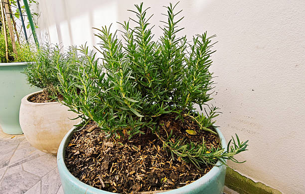 istock Rosemary plants in the garden 2249540371