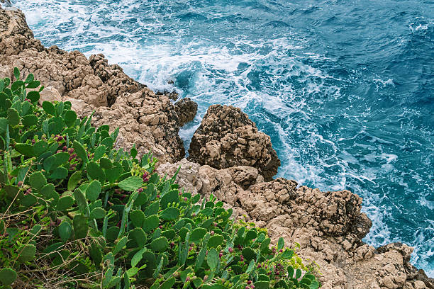 Rocky coastline with green cacti and turquoise ocean waves.