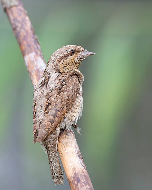 istock Eurasian Wryneck sitting on a tree trunk near nesting site 2249542533