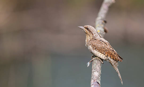 Eurasian wryneck, Jynx torquilla. Bird sitting on a branch, beautiful background, place for text Eurasian wryneck, Jynx torquilla. A bird sits on a beautiful branch against a flat background eurasian-wryneck stock pictures, royalty-free photos & images