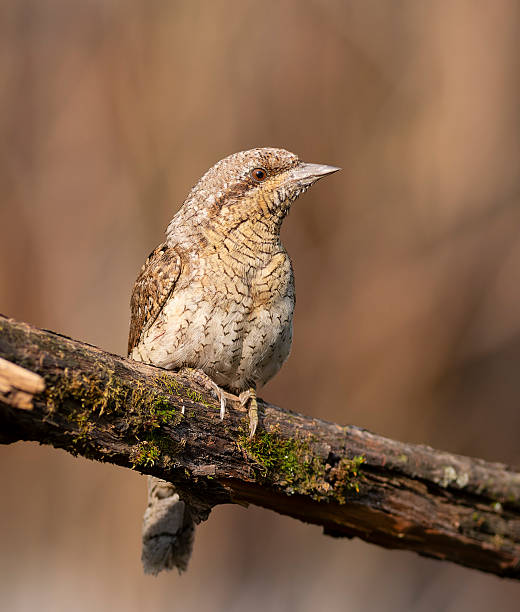 Eurasian wryneck, Jynx torquilla. A bird sits on a moss-covered branch, beautiful blurred background Eurasian wryneck, Jynx torquilla. A bird sits on a moss-covered branch, beautiful blurred background eurasian-wryneck stock pictures, royalty-free photos & images