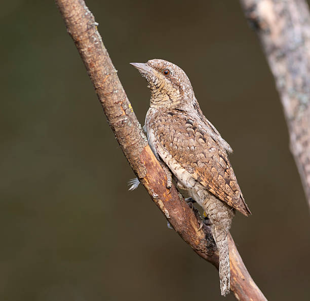 Eurasian wryneck, Jynx torquilla. Bird sitting on a branch, blurred dark background, vertical frame Eurasian wryneck, Jynx torquilla. Bird sitting on a branch, blurred dark background, vertical frame eurasian-wryneck stock pictures, royalty-free photos & images