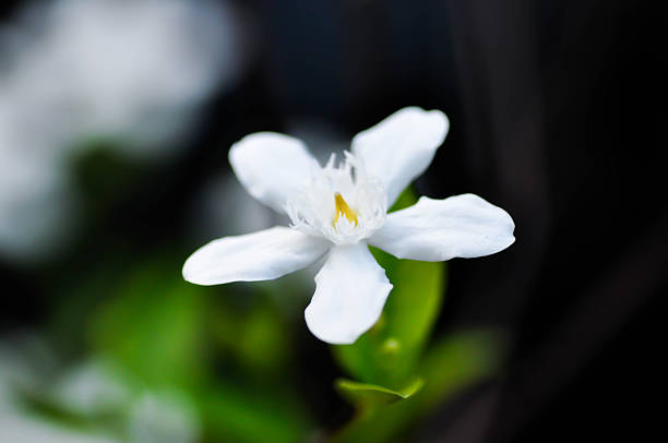 istock Arctic Snow, Milky Way or Snowflake or Sweet Indrajao or Winter Cherry Tree or Wrightia antidysenterica or APOCYNACEAE 2249543003