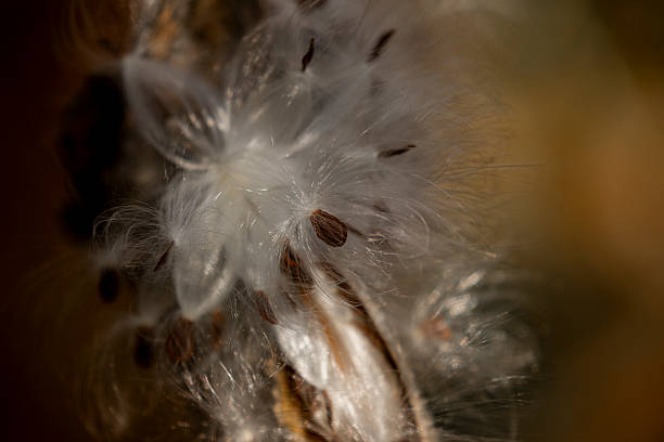 istock Milkweed Seedpod in Kittatinny Valley State Park, NJ 2249544327