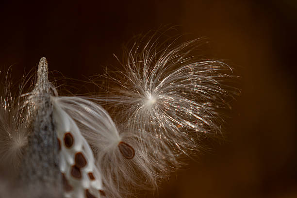 istock Milkweed Seedpod in Kittatinny Valley State Park, NJ 2249544329