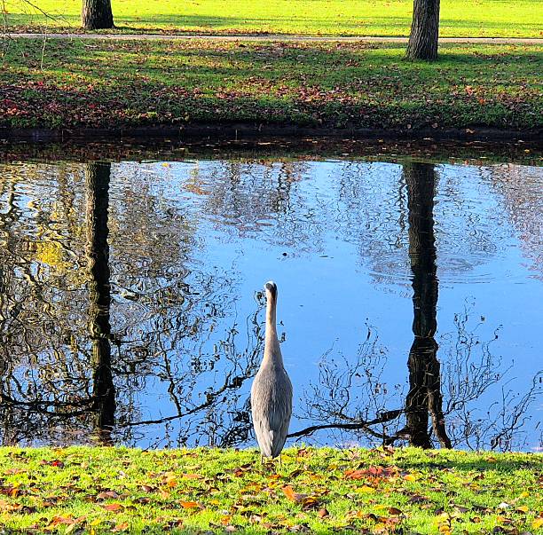 Heron sitting on waterfront, trees reflected in the water - autumn leaf in the grass on a sunny fall day