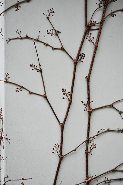 Close-up image of dry ivy and leafless climbing branches spread across a white exterior house wall. The scene highlights the natural texture and organic patterns created by the dried shrub, making it ideal for themes related to architecture, seasonal change, nature textures, minimalism, backgrounds, and botanical structures.