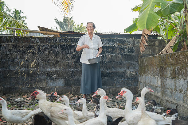 A rural woman feeds a flock of ducks near a stone wall, performing her everyday livestock care routine.