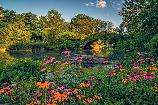 istock Gapstow Bridge in Central Park, summer morning 2249547036