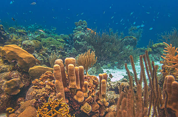 Caribbean coral reef off the coast of the island of Bonaire