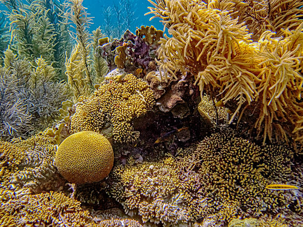 istock Caribbean coral garden, Bonaire 2249547237