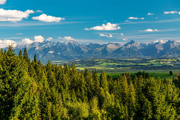 Vast landscape featuring dense evergreen forest in the foreground, rolling green fields in the midground, and rugged High Tatras mountains under a bright blue sky. Ideal for nature, travel, and scenery visuals.