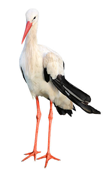 istock white stork ciconia with red paws and beak isolated on a white background. 2249548050
