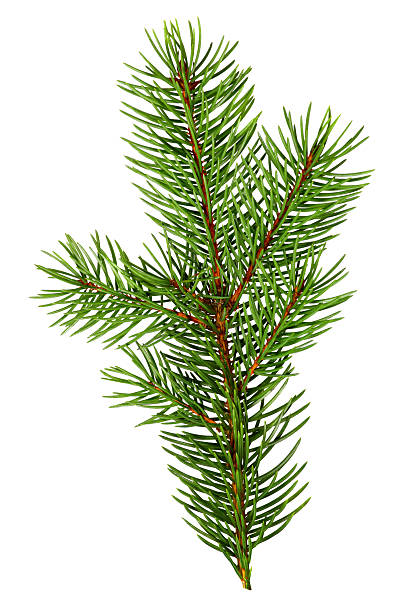 istock Spruce pine green branch isolated on a white background. Christmas tree 2249548135