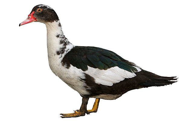 istock Musk Duck isolated on a white background 2249548183