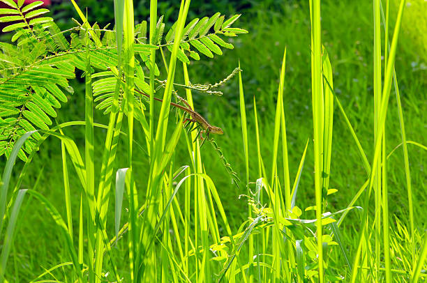 A Small Lizard Blending into Vibrant Green Grass and Foliage