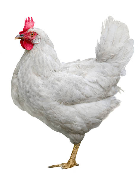 istock Brown hen Chicken on farm, shooting outdoors. Rustic theme. 2249548393