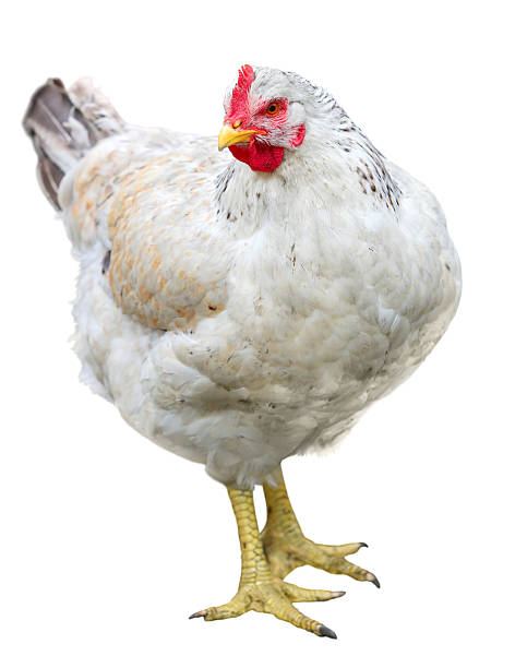 istock Brown hen Chicken on farm, shooting outdoors. Rustic theme. 2249548395