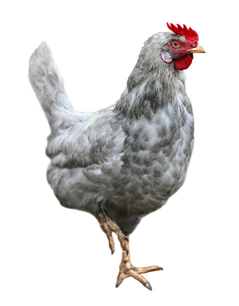 istock Brown hen Chicken on farm, shooting outdoors. Rustic theme. 2249548396