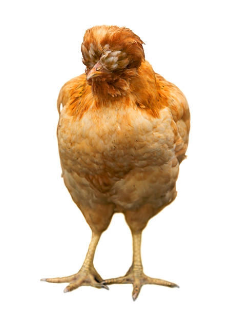istock Brown hen Chicken on farm, shooting outdoors. Rustic theme. 2249548400