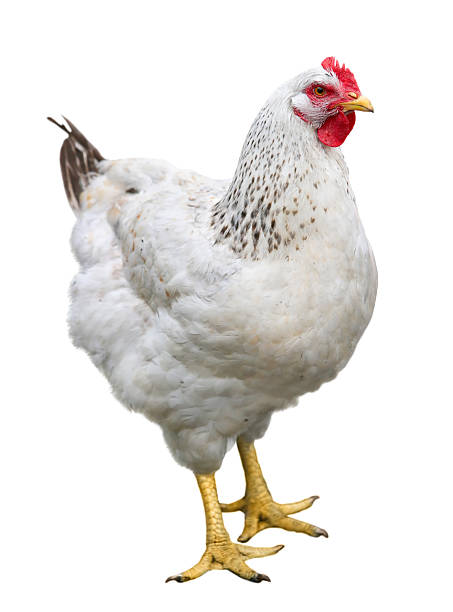 istock Brown hen Chicken on farm, shooting outdoors. Rustic theme. 2249548402