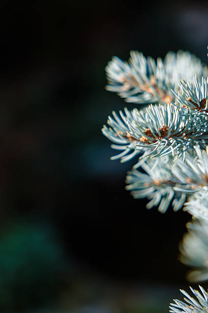 istock Spruce branch in moody light with dark background 2249548513