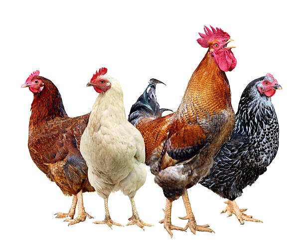istock Brown hen Chicken on farm, shooting outdoors. Rustic theme. 2249548530