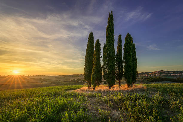 istock Sunset Over Cypress Grove in Tuscany with Casale Marittimo 2249548737