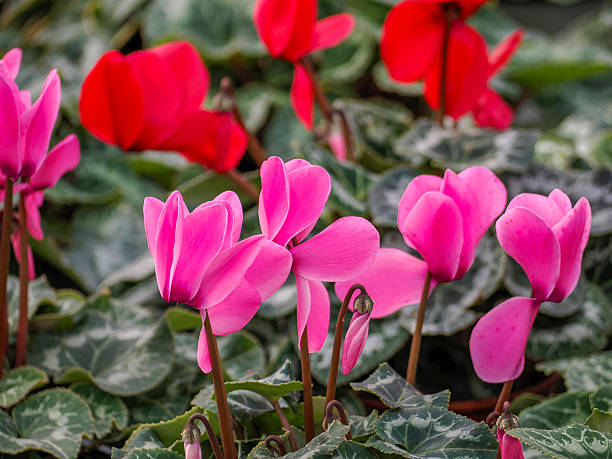 istock colorful cyclamen in a green house 2249549276