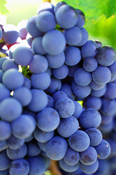 istock Ripe dark grapes on a sunlit vine on a sunny day 2249549477